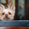 犬が夜鳴きする心理…