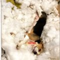 ビーグルvs大型犬で…
