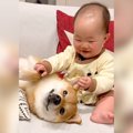 柴犬と赤ちゃんが出…