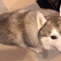 ハリネズミのぬいぐ…