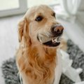 犬が誤って飲み込む…