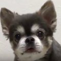 トリミングをしてカ…