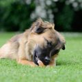 犬が拾い食いで死ぬ…