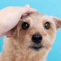 犬をなでるのがNGな…