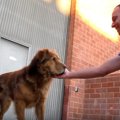 大型犬「ライオン」…