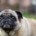 犬が鼻を鳴らす理由…