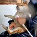 『これが普通の犬の…