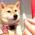 梨を犬にあげようと…