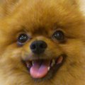帰国子女犬を応援し…