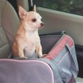 犬が車の中で『落ち…