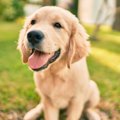 優しい犬種10選！性…