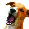 犬が怒って吠えてい…