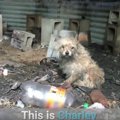 ケガしても必死に逃…