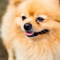 愛犬のシニア期に備…