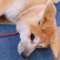 秋田犬さんの極上も…