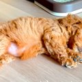 親犬の体重が3キロの…