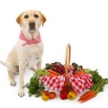 犬に食べさせたい夏…