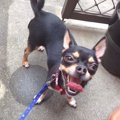 ドッグレスキュー！…