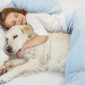 犬と一緒のベッドで…