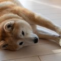 犬が『ぐーんと伸び…