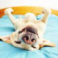犬の寝ている姿でわ…
