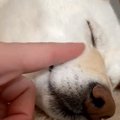 寝ている犬を撫でて…