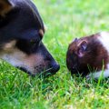 犬とハムスターは同…