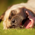 犬が『いびき』をか…
