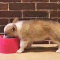 子犬がわが家に来て…