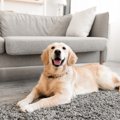 犬を飼ったら『でき…