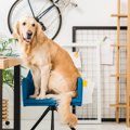 犬がイスやテーブル…