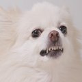 犬が『やめて』と言…
