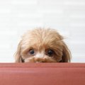 犬がみせる『嫌です…
