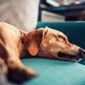 察してほしい…犬が一…