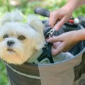 犬と一緒に自転車に…