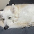 ホワイトシェパード…