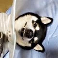 犬と暮らすと早起き…