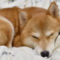 犬が一緒に寝る前に…
