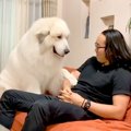 超大型犬が『家族に…