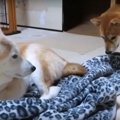 柴犬の毛布争奪戦勃…