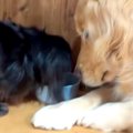 ご飯を食べ終わった…