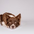 『神経質な犬』の特…