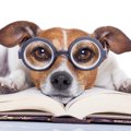 犬の雑誌まとめ！ワ…