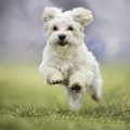 犬は見た目で『年齢…