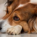 犬がしている『悲し…