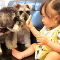 2匹の犬が『赤ちゃん…