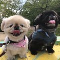 【愛犬体験記】後ろ…