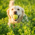 【得意な犬は優秀な…