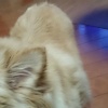 愛犬の耳はいつも清…