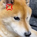 父にブチギレる犬→大…
